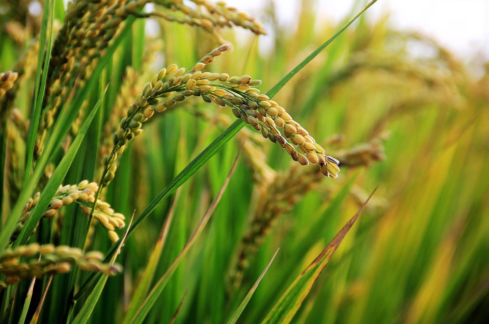 Rice_Field